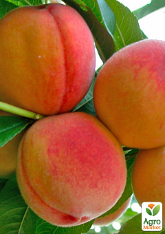 Персик "Лаурол" 3-х річний (середньо-пізній, з великим розміром плодів)2