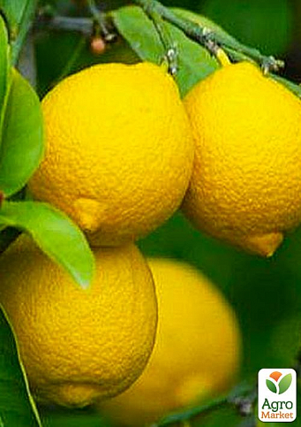 Лимон "Лунарио"  (саженец 2 года)