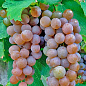 Виноград "Совиньон Гри" (винный сорт, средний срок созревания) купить