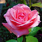 Эксклюзив! Роза чайно-гибридная нежно-розовая "Женское счастье" (Woman`s happiness) (саженец класса АА+, премиальный крупноцветковый сорт)