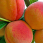 Персик "Лаурол" 3-х річний (середньо-пізній, з великим розміром плодів)