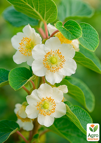 Ківі чоловічий запилювач "Томурі" (Один саджанець запилює до 5-6 рослин!)