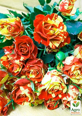 Троянда дрібноквіткова (спрей) "Flash Fire" (саджанець класу АА +) вищий сорт - фото 2