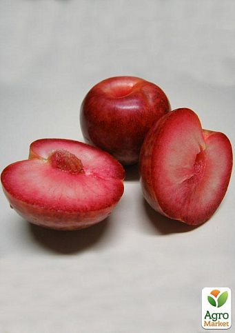 Ексклюзив! Гібрид сливи-абрикоса "Плуот" (Dapple Dandy) - фото 2