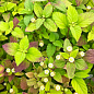 Солодка трава ацтеків «Lippia dulcus» (підсолоджувач, лікарська рослина)
