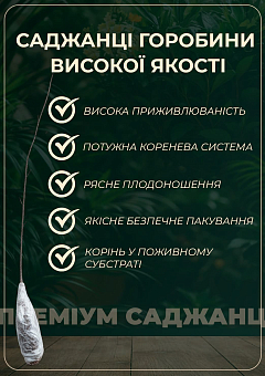 Эксклюзив! Рябина черная с сизым налетом "Смаил" (Smile) (премиальный сочный сорт)16
