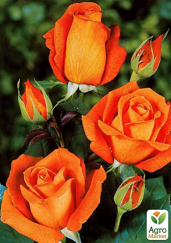 Троянда чайно-гібридна "Луї де Фюнес" діаметр квітки до 20см (дуже ароматна!) (Саджанець класу АА +) вищий сорт - фото 4