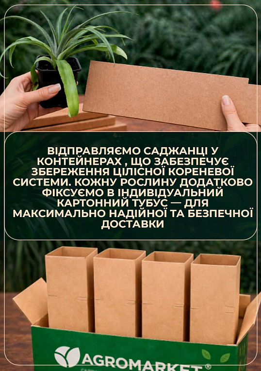 Ананас кімнатний "Чампака" - фото 6