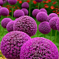 Алліум "Purple Sensation"