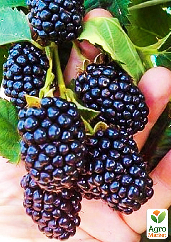 Ежевика позднеспелая "Навахо" (Navaho)