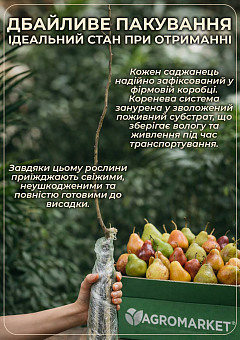 Ексклюзив! Груша жовтого з червоним рум'янцем "Дари Афродіти" (Gifts of Aphrodite) (преміальний, морозостійкий сорт, висока лежкість)5