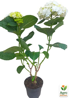 Гортензия цветущая крупнолистная "Доппио Бьянко" (Hydrangea macrophylla Doppio Bianco) вазон С1,53