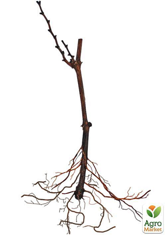 Виноград "Находка" (кишмиш, ранний срок созревания, высокая урожайность более 6кг с куста) - фото 5