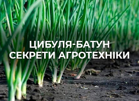 Цибуля-батун: посадка і догляд | Agro-market