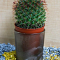 Кактус "Маммиллярия" (Mammillaria elegans) (Нидерланды)