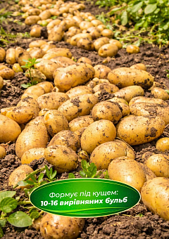 Эксклюзив! Картофель "Гала" семенной ранний (1 репродукция) 1кг1