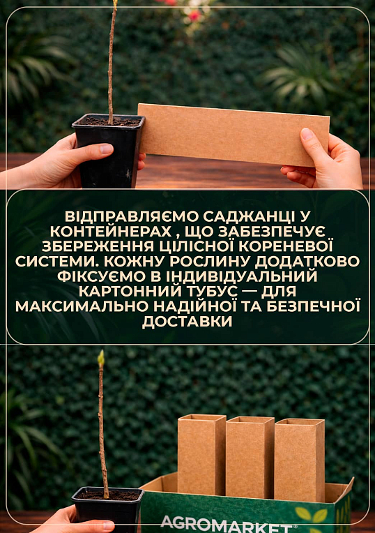 Фисташка 3-х летняя "Альбина" (высокоурожайная, морозостойкая, неприхотливая) - фото 3
