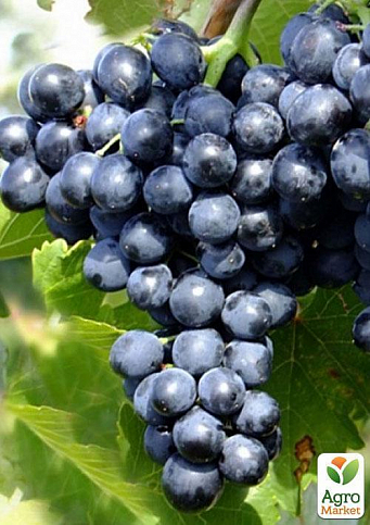 Виноград "Молдова" (поздний срок созревания, хорошо хранится до 180 дней и транспортируется) - фото 2