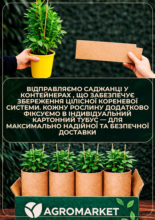 Альстромерія inticancha "Red" (вирощено in-vitro) С1,5 - фото 3