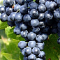 Виноград "Молдова" (поздний срок созревания, хорошо хранится до 180 дней и транспортируется) купить