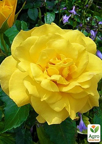 Эксклюзив! Роза плетистая ярчайше желтая "Солнце свет" (Sun light)  (саженец класса АА+, премиальный морозостойкий сорт) - фото 3