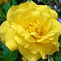 Ексклюзив! Троянда плетиста найяскравіше жовта "Сонце світло" (Sun light) (саджанець класу АА +, преміальний морозостійкий сорт) цена