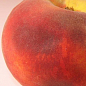 Персик "Сидоренко" (літній сорт, середній термін дозрівання) цена