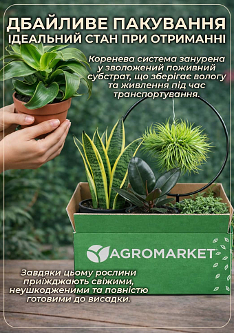 LMTD Сенецио (крестовник) "Maritima" высота растения 10-15см - фото 4