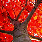Дуб ярко-красный "Quercus rubra" (устойчив к вредителям и болезням) высота 20-50см