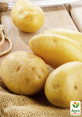 Картопля "Саншайн" насіннєва ультрарання (1 репродукція) 1кг