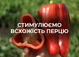 Чому не зійшли насіння перцю: поширені помилки | Agro-market