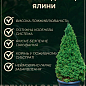 Ялина звичайна "Acrocona" (ком/сітка) висота 100-120см цена