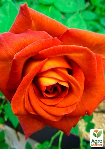Троянда чайно-гібридна "Кава Брейк" (саджанець класу АА +) вищий сорт - фото 2