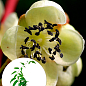 Эксклюзив! Актинидия мужской цветок опылитель "Фаворит" (Favorite) (премиальный сорт, опыляет до 6-7 женских цветков)