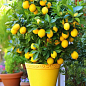 LMTD Лимон "Meyeri" (рослина 2 роки) висота 20-30см