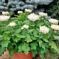 Хризантема  "Komodo Blanc" (низкорослая крупноцветковая) купить