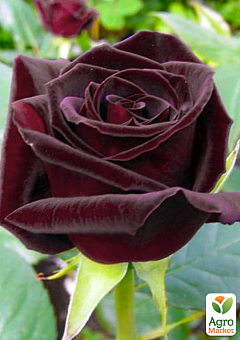 Ексклюзив! Троянда чайно-гібридна темно-бордова "Королівство мрій" (Kingdom of Dreams) (саджанець класу АА +, преміальний сорт, болезнеустойчів)2
