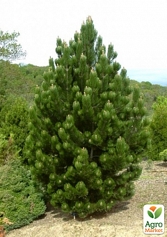 Сосна пирамидальная Румелийская "Pinus Peuce" 2