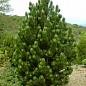 Сосна пирамидальная Румелийская "Pinus Peuce" 