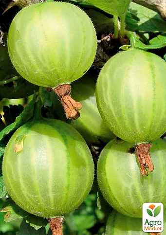 Крыжовник "Донецкий крупноплодный" (ранний срок созревания)