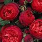 Троянда в контейнері англійська "Red Piano" (саджанець класу АА+)