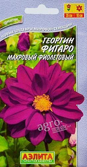 Жоржина махрова "Фігаро фіолетовий" ТМ "АЕЛІТА" 7шт2