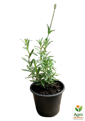 Лаванда Гібридна Sentivia "Early Blue" (контейнер № 10, висота 10-15 см) - фото 5