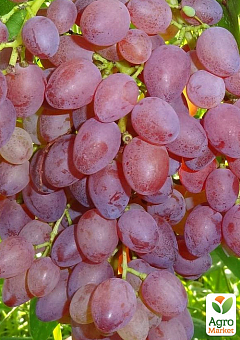 Виноград "Вавілон" (кишміш, ранній термін дозрівання, грона вагою до 1000 г)2