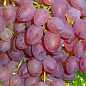 Виноград "Вавілон" (кишміш, ранній термін дозрівання, грона вагою до 1000 г)