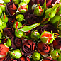 Роза мелкоцветковая (спрей) "Чокочино" (саженец класса АА+) высший сорт