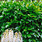 Лавровишня Ротундіфоліа (Prunus Rotundifolia)