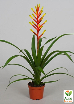 Гузманія "Dissitiflora"7