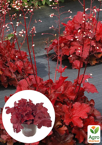 Гейхера (Heuchera) "Forever Red" 