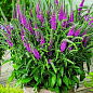 Вероника "Amethyst Plume" вазон С2